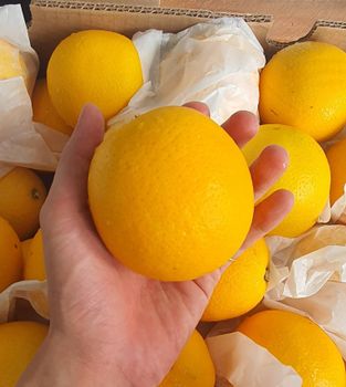 Fresh South African Oranges for sale Features Organic Fruit Type Cara Cara, Navel, Valencia - NINE FRUITS EXPORTS (PTY) LTD - South Africa