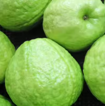 fresh guava Grade - PT DBALOY FOOD INDUSTRIES - Indonesia