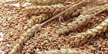 Soft milling wheat  Place of Origin - DATrading - Germany