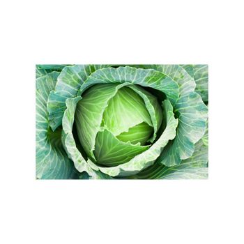 Fresh cabbage bulk supply available for wholesale markets and distributors - Mundus Exports Pty Ltd - South Africa