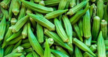 Premium Quality Okra Length 7 – 12 Cm Foreign Matter Nil Diameter 1.2 – 1.6 Cm Moisture Content High Storage Temperature - BF GLOBAL TRADING (PTY) LTD - South Africa