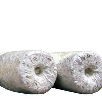 black pearl King oyster growing kit Pleurotus Ostreatus mushroom spawn Oyster mushroom seeds - Shandong Imperial Garden Biological Technology Co., Ltd. - China