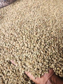 Ethiopian Arabica G3 Green Coffee Bean Grade G3 Processing Method Natural (sun-dried) Origin Western Ethiopia, Specifically The Wollega - Regasa Dono Ticha Coffee - Ethiopia