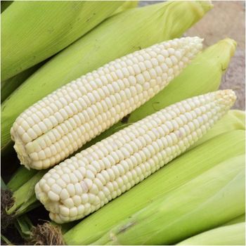 White Corn Bulk Supply White Corn For Wholesale Buyers High Quality Fresh White Corn With Natural Kernel - THE GREEN INTERNATIONAL LIMITED - Tanzania
