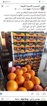 Fresh orange - 2Apex - Egypt