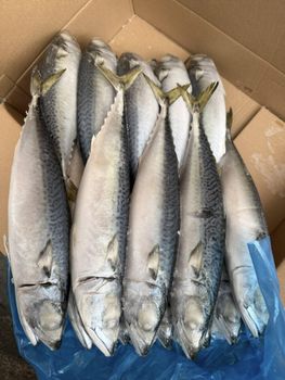 Pacific Mackerel Whole Round – Export Quality Frozen Fish - Face Africa Media Pty Ltd - South Africa