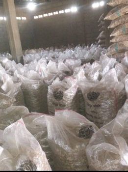Raw Cashew Nuts - Homert Global Concept - Nigeria