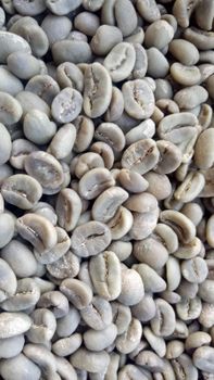 Premium Gayo Arabica Fully Washed - PT Zavina Malik Irawan - Indonesia