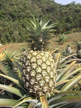 PINEAPPLE from CI SA PENON PINEAPPLE - CI SA PENON - United Arab Emirates
