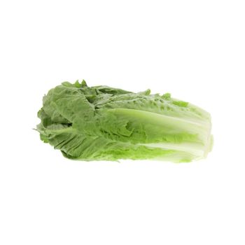 High quality lettuce cheap price bulk sale farm fresh greens fast delivery - Mundus Exports Pty Ltd - South Africa