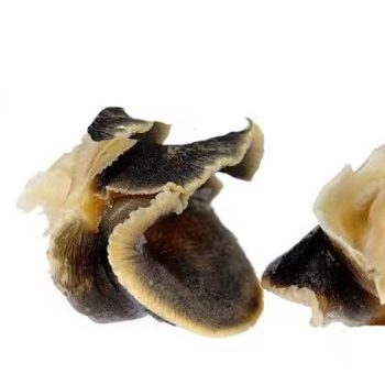 Frozen Sea Conch Meat / Abalone For Sale Style Fresh Weight (kg) 2 Content Conch Brand Name KBS Manufacturer KBS Drying Process - KOFONS BUSINESS SOLUTIONS PTY LTD - South Africa