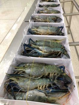 Top quality  Live Crayfish Transport Ph 6.5 – 8.5 Odor Clean, No Off-odors Ammonia Level ≤ 0.05 Mg/l Mortality Upon Arrival < - BF GLOBAL TRADING (PTY) LTD - South Africa