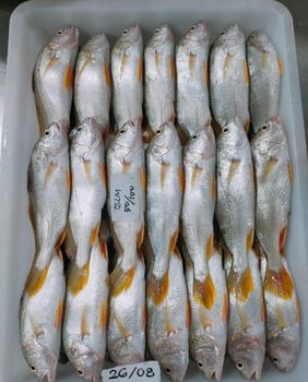 Yellow Croaker (黄鱼/조기イシモチ/Gulama) Cut Fillet Origin Indonesia Condition Frozen Freshness Level Frozen Features No Artificial Flavors, No Preservatives - Oceanex Marine Industries - Indonesia