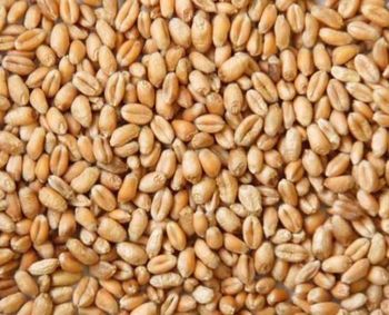Milling Wheat 11.5%+ Protein - Natalia Global Export - Germany