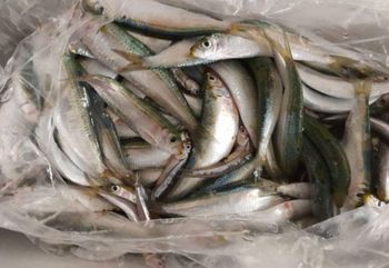 SARDINES Grade A Source Iran Form Whole Round Calories 208 Kcal Place of Origin IRAN Protein Content 25 G Total Fat Content 11.5 G - Salamt Mehr motahar food industrial group - United Arab Emirates