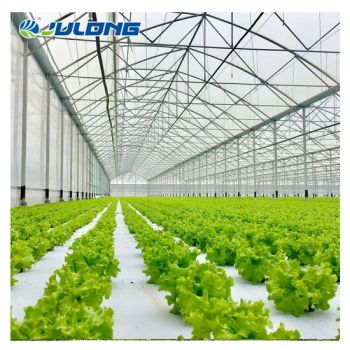 Vegetables Commercial Polycarbonate Plastic Sheets Multi-Span Agricultural Greenhouse with Vertical Hydroponic Systems - Qingzhou Julong Agriculture Equipment Co., Ltd. - China