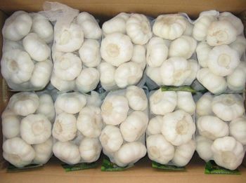 FRESH GARLICS - AL JABLI TRADING COMPANY LIMITED - Tanzania