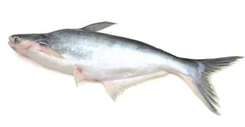 Pangasius, Basa fish, Whole Gutted, Vietnam Origin Grade A . Flavor Mild Texture Fresh Origin Vietnam Shape Whole, Gutted - ANH HA GLOBAL LINKAGE TRADING AND SERVICE CO., LTD. - Vietnam