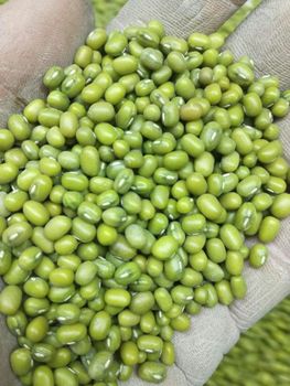 Premium Green Mung Beans Wholesale Bulk Supply Export Quality for Food Processing and Retail - THE GREEN INTERNATIONAL LIMITED - Tanzania