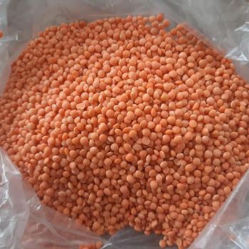  Red Lentil Split (Masoor Dal) packed in 20kg bags - GOLDEN STAR BV - South Africa