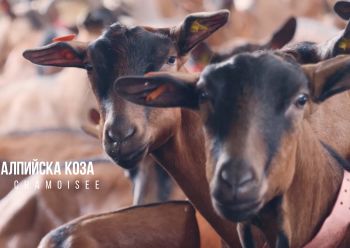 Alpine goats Delivery Form Other Milk Productivity High Degree of Processing Other Health Condition Excellent Breeding Suitability 12-month Young Females - Petar Kozarev LTD - Bulgaria