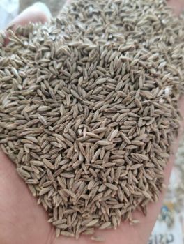 Cumin Seeds - Hasini Export Import Pvt Ltd - India