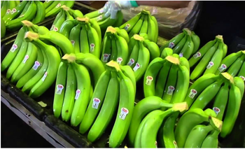 cavendish banana - Vinfarm Co.,Ltd - Vietnam