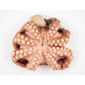 Premium Frozen Whole Octopus wholesale bulk supply high quality seafood export - Medcompex Gmbh - United Kingdom