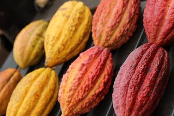 Fresh Cocoa pods Origin Uganda Packaging Sacks Place of Origin Uganda Butterfat Content High Soil Type Rich, Volcanic Soil - GAHIGALI HOLDINGS INT'L  - Uganda