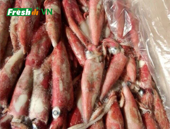 Frozen Loligo Squid Origin Vietnam Port Cat Lai Port Freshness Level Frozen Place of Origin Vietnam Packaging 16-20 Kgs/block - SEAFOOD VIET NAM AGENT - Vietnam