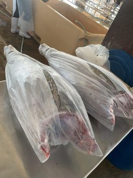 Fresh Chilled Yellowfin Tuna (Headless and Gutted) Grade Export Grade Certification BFAR, HACCP Place of Origin - 24K Tuna Trading - Philippines