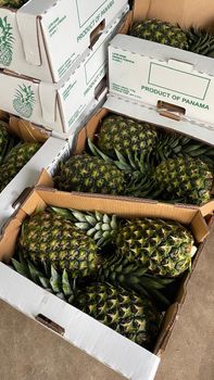 Pineapple Organic Yes Features Organic Degree of Processing Frozen Degree Of Maturity Mature, Pre-Ripened - AgroPn - Panama