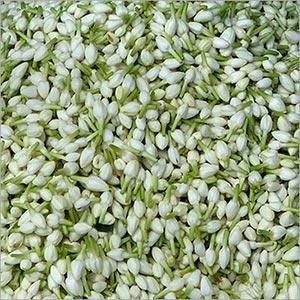 Fresh Jasmine Harvest Method Handpicked Shipping Method Air Shipped Delivery Method By Air Cargo Form Loose Jasmine And - ZentroWorldConnect - India