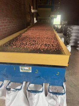 Raw Runner Peanut Kernels - SHEXPORT INTERNATIONAL LLC - Bolivia, Plurinational State of