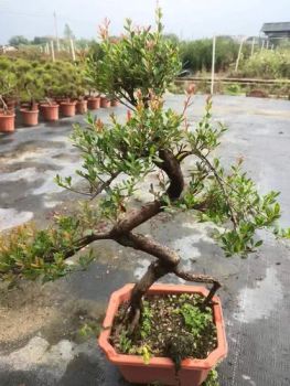 Indoor Plants Bonsai Syzygium Live Plant - Foshan Yuemaotong Trade Firm - China