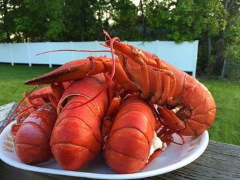 High Quality Pure Fresh/Frozen American Lobsters (Seafood) Whole Vacuum Pack 100-800g Sizes 4cm 24 Months Shelf Life Che - TRADECENTRIC LLC - United States