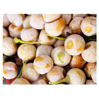 ginkgo nuts peeled raw & kernels ginkgo biloba bulk suppliers best price dried quality ginkgo nuts for sale -  CALIPSO POLSKA SP Z OO  - Poland