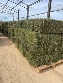 Alfalfa Hay - Future Link General Trading - United Arab Emirates