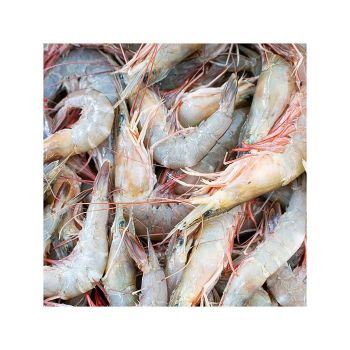 Frozen Shrimps Bulk Supply With Competitive Wholesale Price For Buyers from MASI TRADING GMBH Frozen Shrimps Bulk Supply With Competitive Wholesale Price For Buyers - MASI TRADING GMBH - Germany