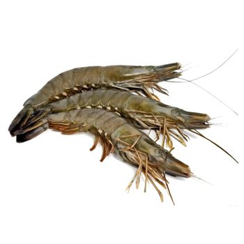 Frozen Tiger Shrimps Ocean Sourced Selection With Firm Flesh Natural Juiciness And International Distribution - TOSOH INTERNATIONAL - South Africa