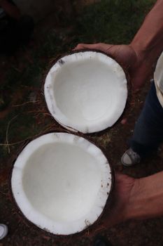 Semi Husked Coconut – product photo, Fresh Semi-Husked Coconut products found from trusted suppliers, wholesalers, manufacturers & exporters Listing