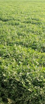 ✅ Basil (Organic) - HM Herbs - Egypt