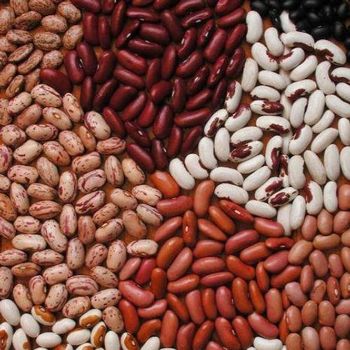Kidney Bean Type - France Aj Alimentaire - Cambodia