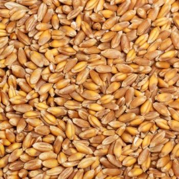 Hard Red Winter Wheat - France Aj Alimentaire - Cambodia