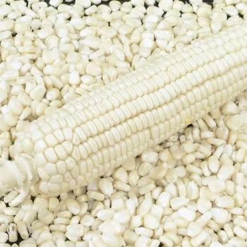 Non-GMO White Corn from France Aj Alimentaire Non-GMO White Corn - France Aj Alimentaire - Cambodia