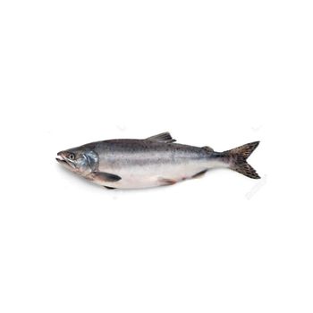 Fresh Norwegian Salmon Naturally Nutritious Atlantic Fish With 100% Fresh Quality For Seafood Buyers - TOSOH INTERNATIONAL - South Africa