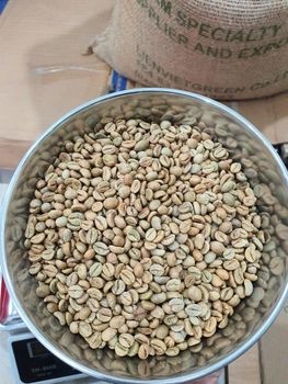 Affordable Green Coffee Arabica Beans Offering Strong Roasting Potential And Natural Flavor For Commercial Coffee from EAST LAND PROPERTIES Affordable Green Coffee Arabica Beans Offering Strong Roasting Potential And Natural Flavor For Commercial Coffee - EAST LAND PROPERTIES - Tanzania