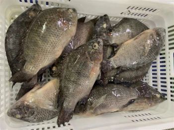Cheap Frozen Tilapia Bream - Quality Fish for Sale - VERTEX TRADING LIMITED - United Kingdom