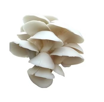Organic Oyster Mushroom Wholesale Price Buyers Frozen Fresh Oyster Mushrooms Indian Supplier - Rish Exim - India