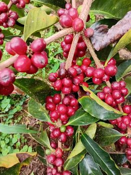 Coffee Beans Taste Cocoa beans, dark chocolate, caramel, citric acidity and juiciness, medium - Mountain specialty coffee sac - United States